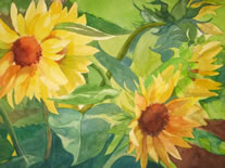 BStein_sunflowers